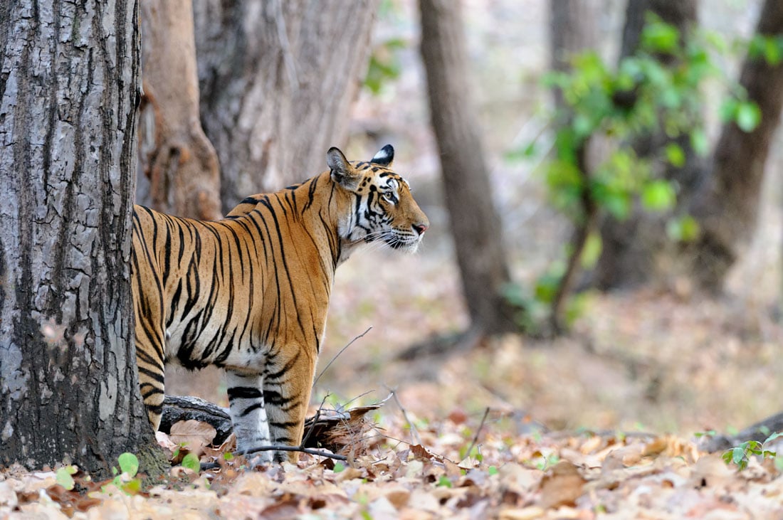 Bandhavgarh Photography